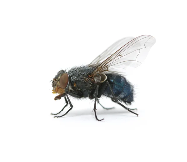 Makro Fly — Zdjęcie stockowe