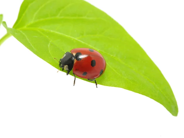 Marienkäfer — Stockfoto