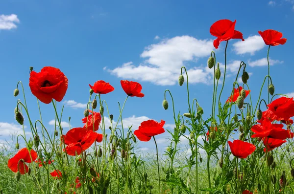 Roter Mohn — Stockfoto