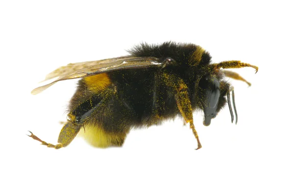 Bumblebee Przewodniczący — Zdjęcie stockowe