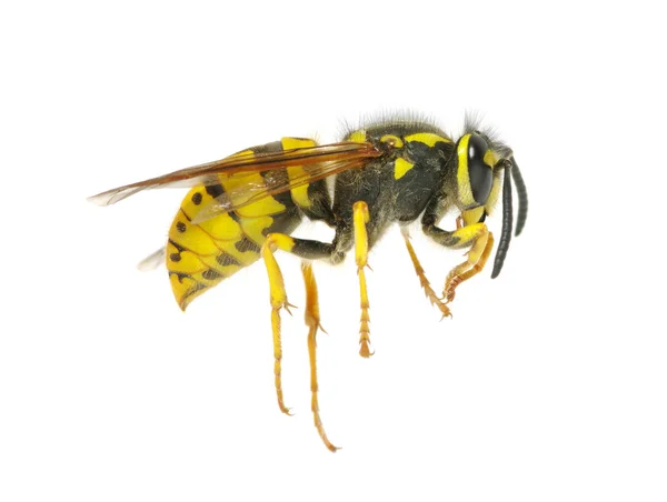 Wasp — Stockfoto