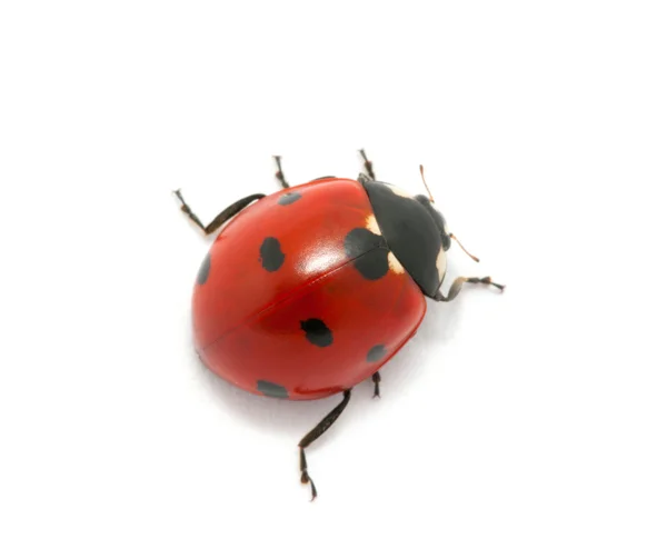 Coccinella — Foto Stock