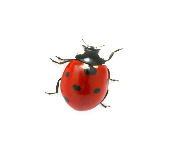 Coccinella — Foto Stock