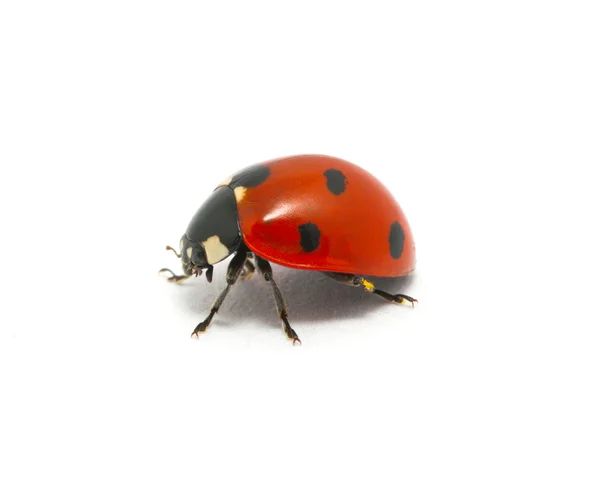 Coccinella — Foto Stock