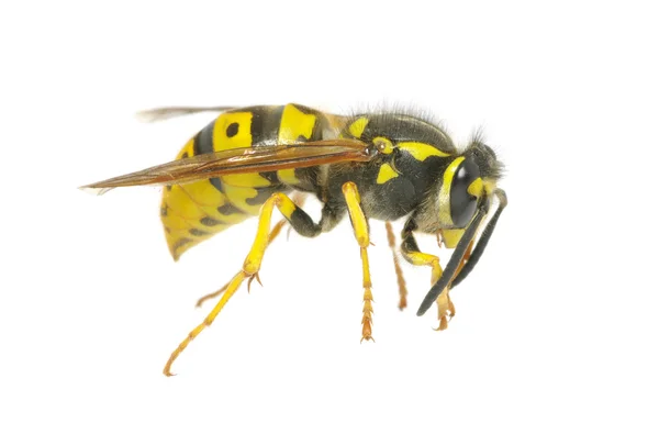 Wasp — Stock Photo, Image