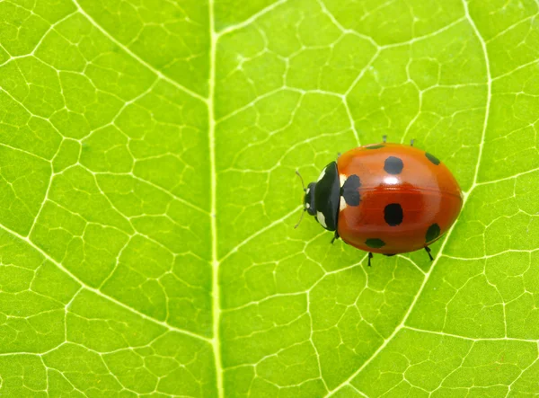 Coccinelle sur une feuille verte — Photo