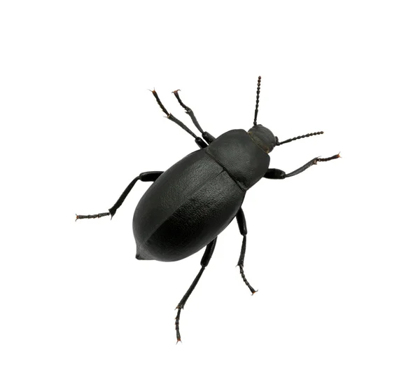 Black beetle — Stock Photo, Image