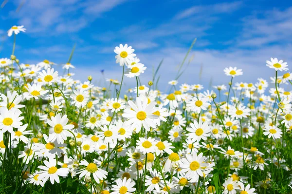 White daisies — Stockfoto