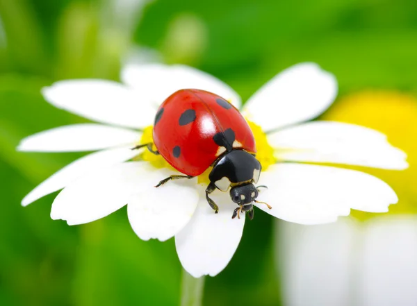 Çiçekteki uğur böceği — Stok fotoğraf