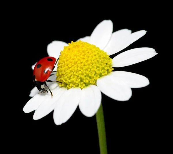 Coccinella — Foto Stock