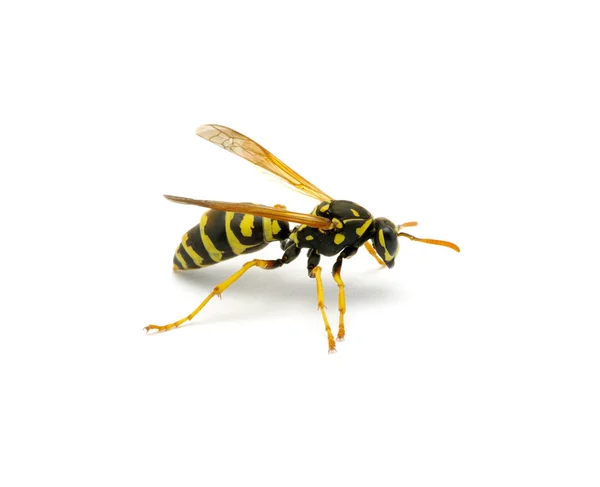 Wasp — Stockfoto