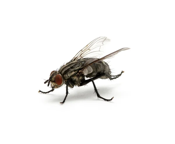 Makro der Fliege — Stockfoto