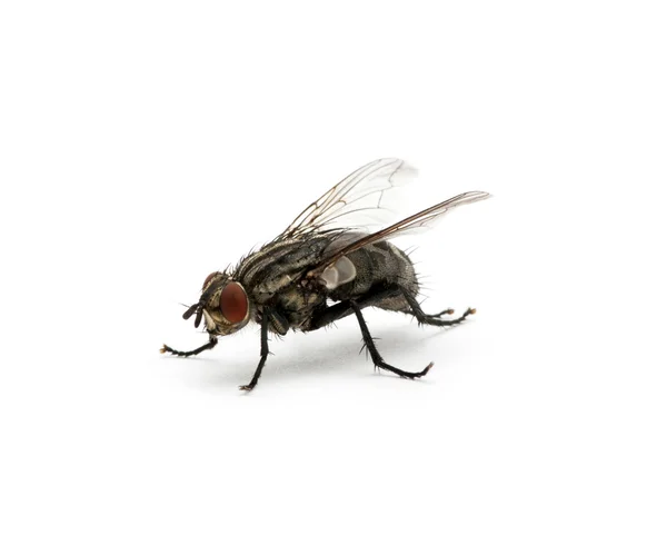 Μακροεντολή της μύγας — Φωτογραφία Αρχείου