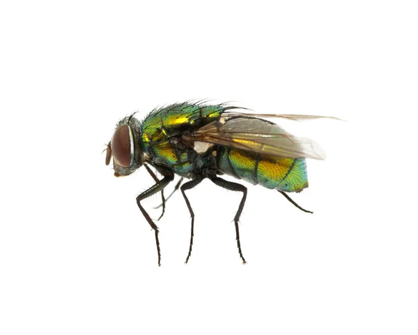 Зеленая муха — стоковое фото