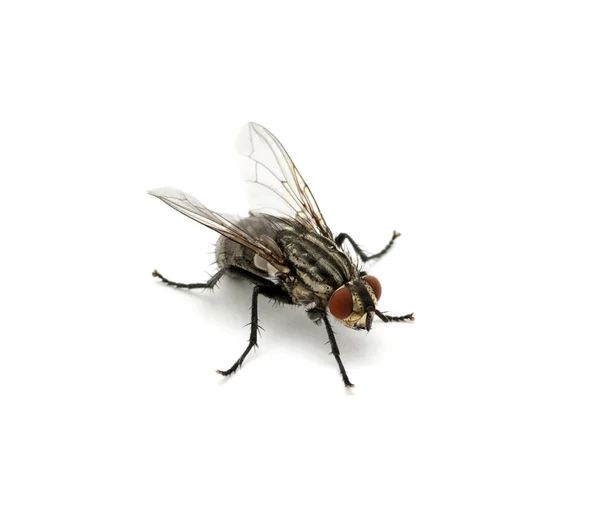 Macro of fly — Stock Photo, Image