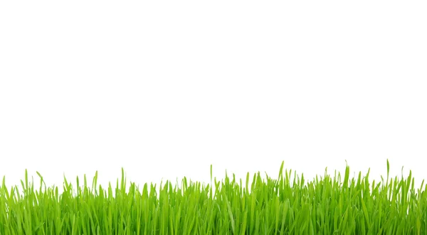 Grass on white — Stock Photo, Image