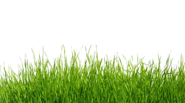 Grass on white — Stock Photo, Image