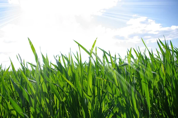 Grass and white clouds Royalty Free Stock Images