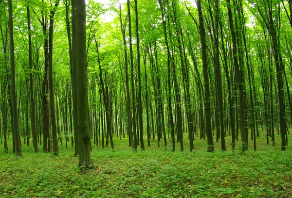 Ağaçlar — Stok fotoğraf