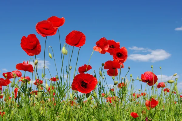 Red poppies — Stock Photo, Image