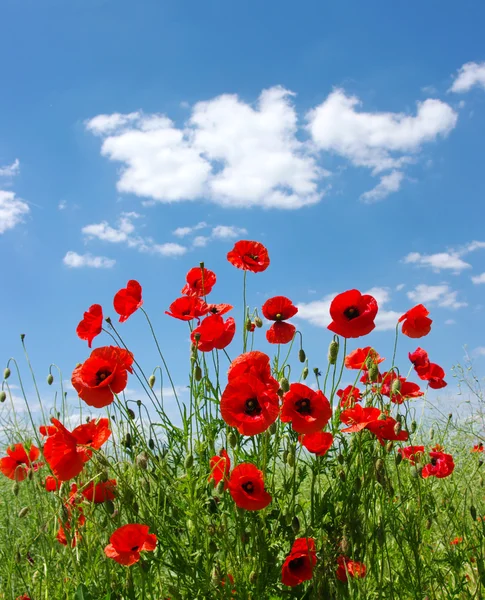 Amapolas rojas — Foto de Stock