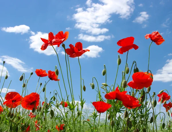 Rode papavers — Stockfoto