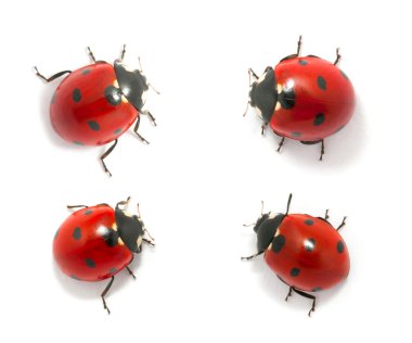 ladybugs topluluğu