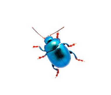 Mavi beetle