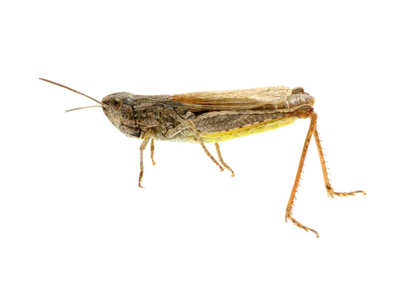 Grasshopper — Stock Photo, Image