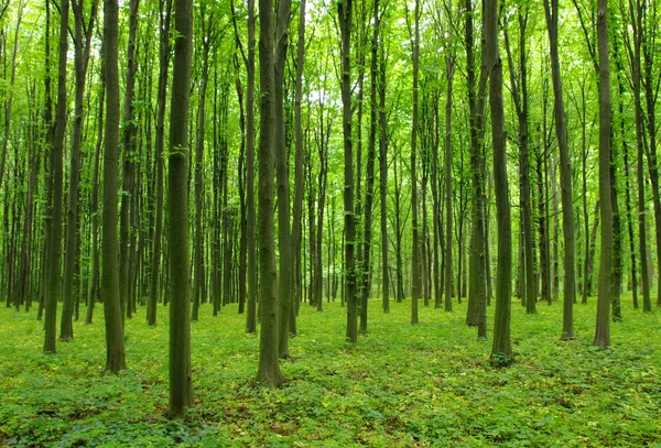 Bäume — Stockfoto