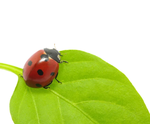 Coccinella — Foto Stock