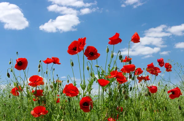 Red poppies — Stock Photo, Image