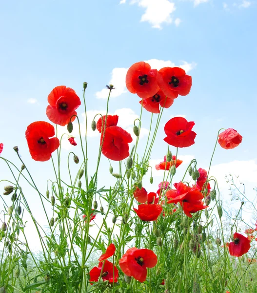 Red poppies — Stock Photo, Image