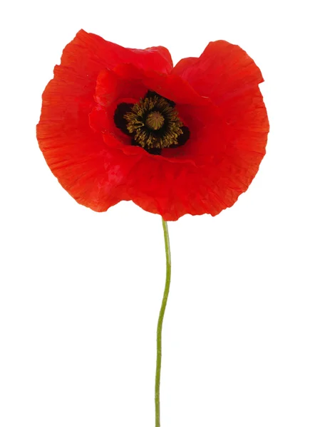 Roter Mohn — Stockfoto