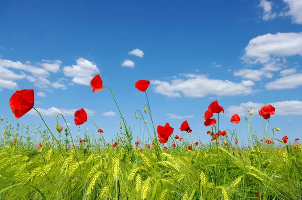 Red poppies — Stock Photo, Image