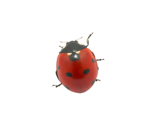 Coccinella — Foto Stock