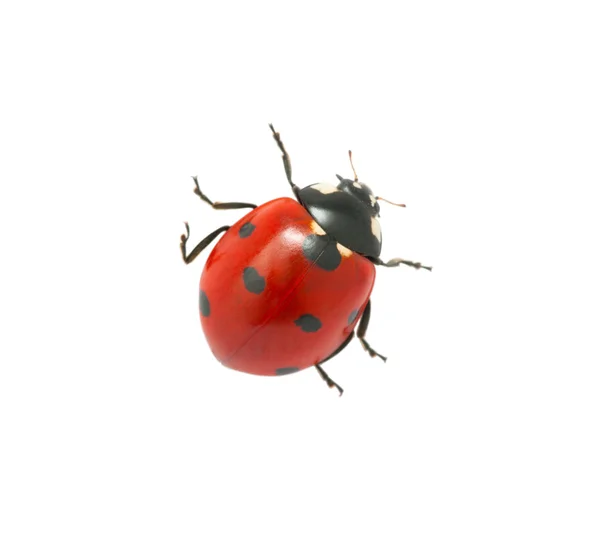 Coccinella — Foto Stock