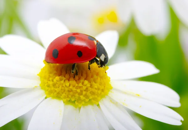 Mariquita en una flor — Foto de Stock