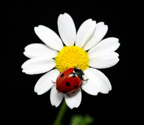 Coccinella — Foto Stock