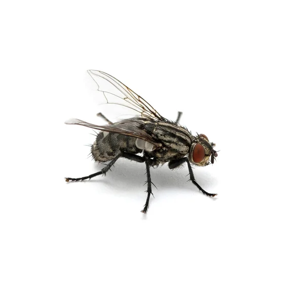 Makro Fly — Zdjęcie stockowe