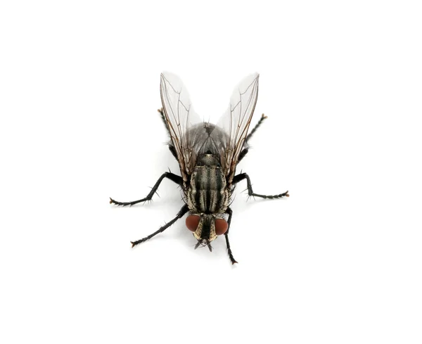 Makro der Fliege — Stockfoto