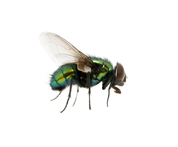 Mosca verde — Foto de Stock