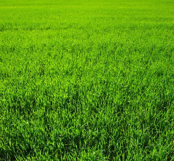 Fondo de una hierba verde — Foto de Stock