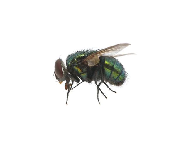 Mosca verde — Fotografia de Stock