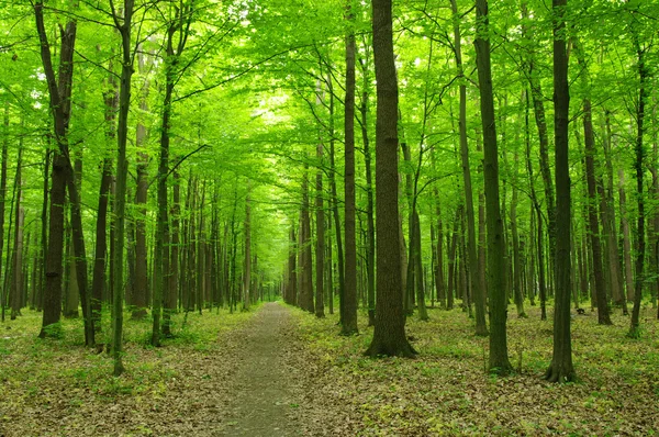 Groen bos — Stockfoto