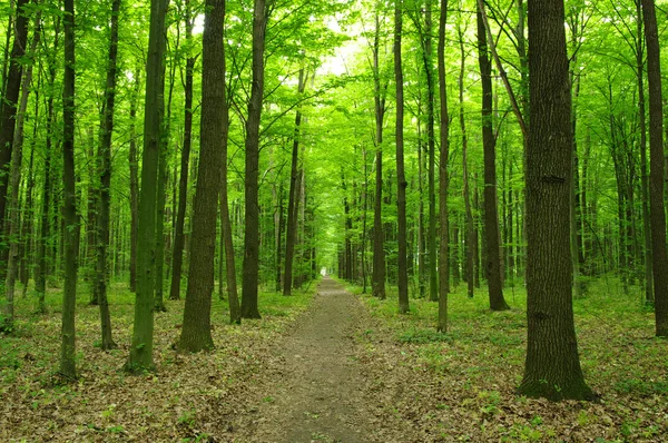 Bosque verde —  Fotos de Stock