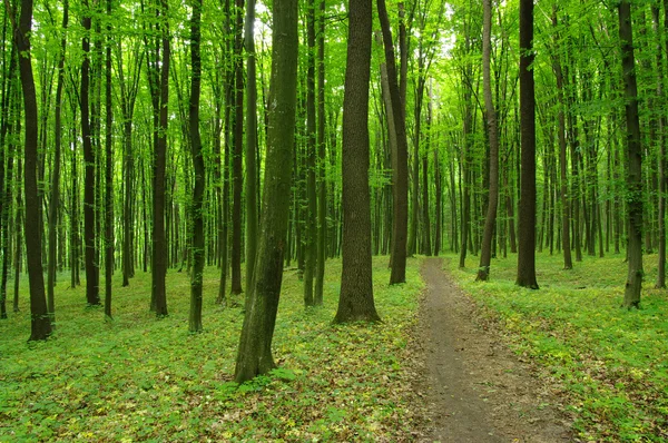 Grön skog — Stockfoto