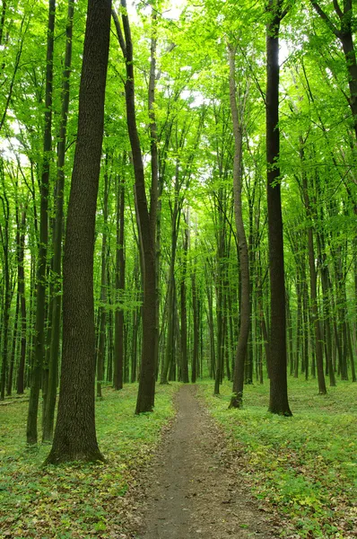 Bosque verde —  Fotos de Stock