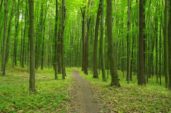 Floresta verde — Fotografia de Stock