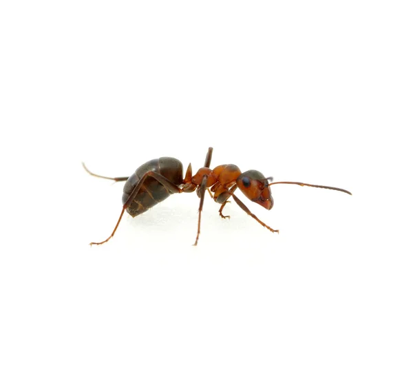 Ant on white — Stock Photo, Image